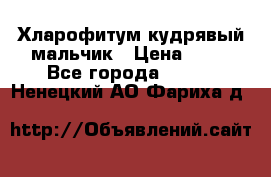 Хларофитум кудрявый мальчик › Цена ­ 30 - Все города  »    . Ненецкий АО,Фариха д.